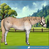 Horse Color:White Spotted Red Roan 