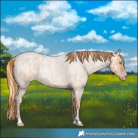 Horse Color:Buckskin Roan Pearl and Bay Roan Pearl