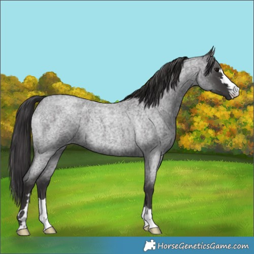 Horse Color:Smoky Blue Roan