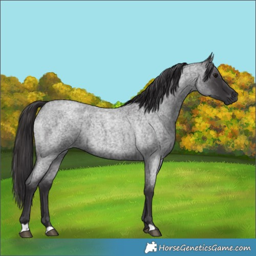 Horse Color:Smoky Blue Roan 