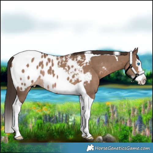 Horse Color:Liver Red Dun Splash Tobiano Blanket Rabicano 