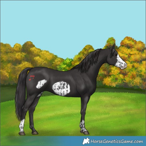 Horse Color:Smoky Black  and Smoky Black Frame 