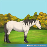 Horse Color:Buckskin Roan Dun Splash