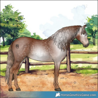 Horse Color:Gray Chestnut 