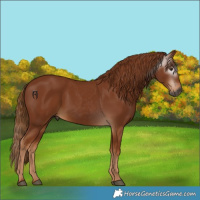 Horse Color:Gray Chestnut 