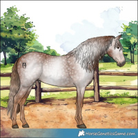 Horse Color:Gray Chestnut