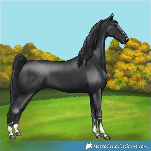 Horse Color:Black 