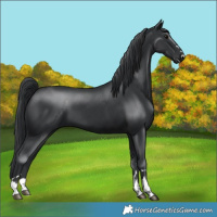 Horse Color:Black 