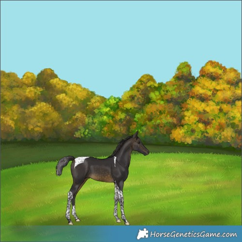 Horse Color:Buckskin Tobiano 