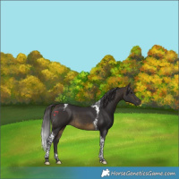 Horse Color:Buckskin Tobiano