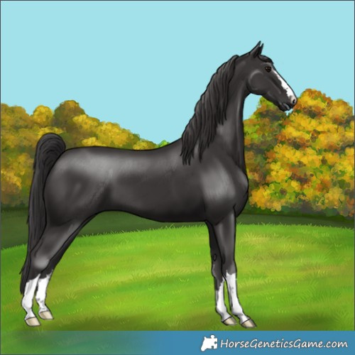 Horse Color:Smoky Black