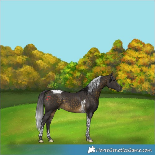 Horse Color:Buckskin Tobiano 