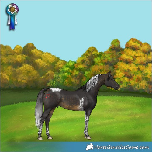 Horse Color:Buckskin Tobiano 