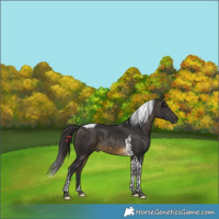 Horse Color:Buckskin Tobiano