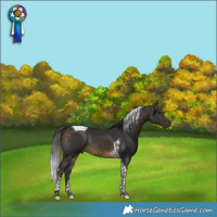 Horse Color:Buckskin Tobiano 