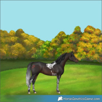 Horse Color:Brown Tobiano 