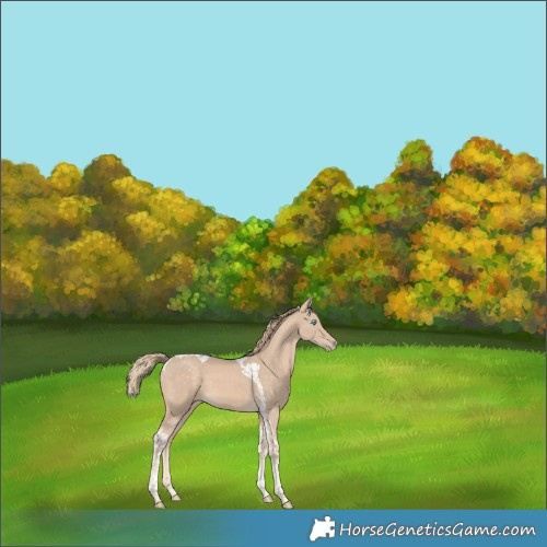 Horse Color:Perlino Tobiano