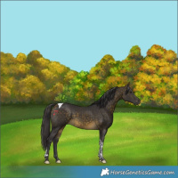 Horse Color:Buckskin Tobiano 