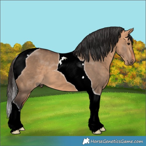 Horse Color:Bay Dun Tobiano 
