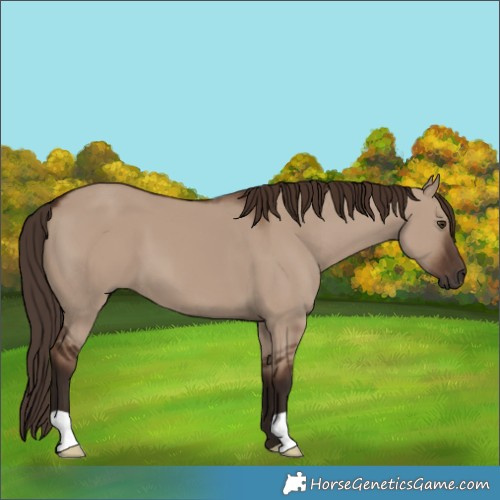 Horse Color:Liver Red Dun 