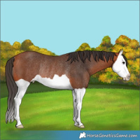 Horse Color:Bay Splash Rabicano