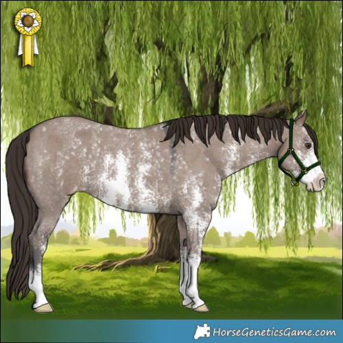 Horse Color:Liver Red Dun Sabino Appaloosa 