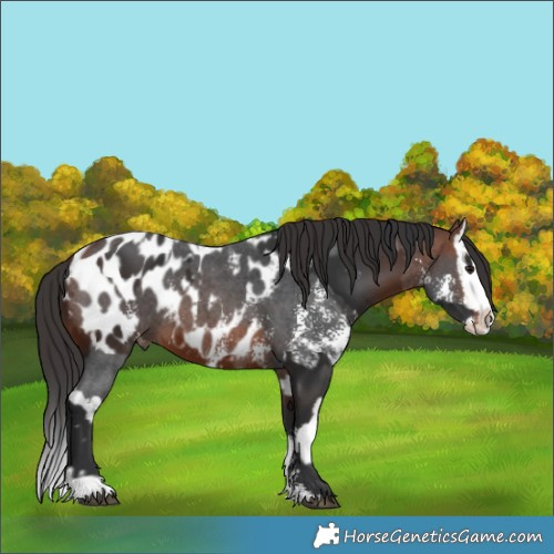 Horse Color:Brown Sabino Splash Near Leopard  and Bay Sabino Splash Near Leopard 