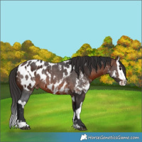 Horse Color:Brown Sabino Splash Appaloosa  and Bay Sabino Splash Appaloosa 