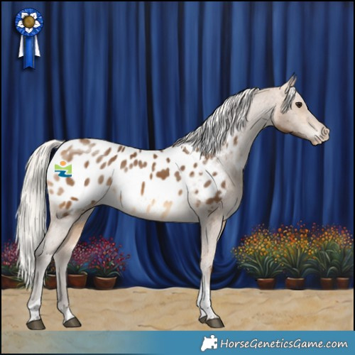 Horse Color:Silver Buckskin Tobiano Appaloosa 