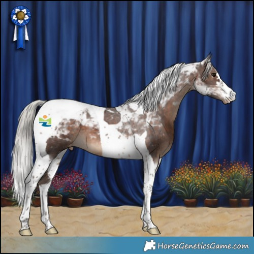 Horse Color:Silver Brown Tobiano Appaloosa 