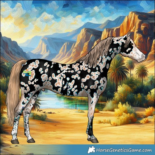 Horse Color:White Spotted Chestnut Appaloosa 