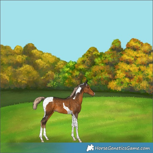 Horse Color:Chocolate Palomino Tobiano 