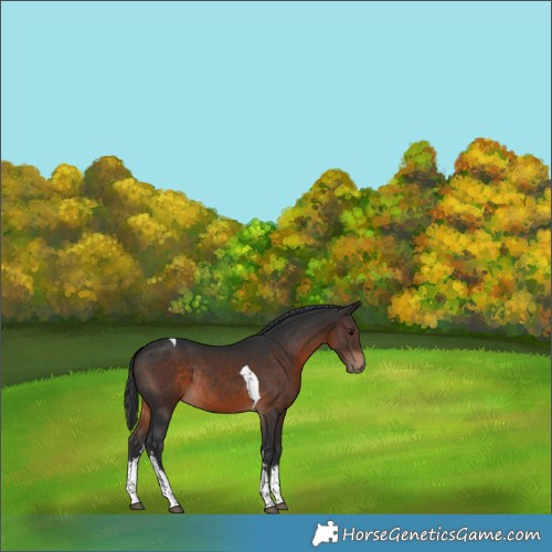 Horse Color:White Spotted Brown Tobiano Rabicano 