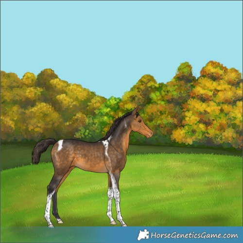 Horse Color:Buckskin Tobiano Appaloosa
