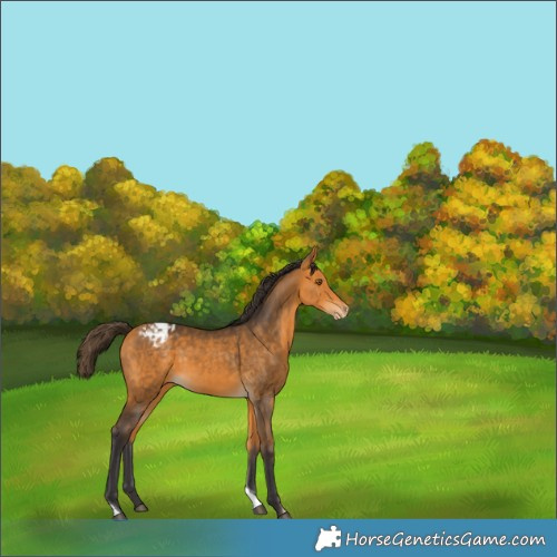 Horse Color:Buckskin Tobiano Appaloosa