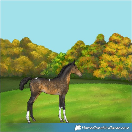 Horse Color:Buckskin Tobiano 