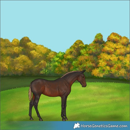 Horse Color:White Spotted Liver Chestnut 