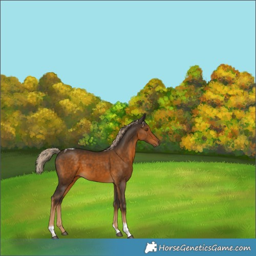 Horse Color:Chocolate Palomino Tobiano 