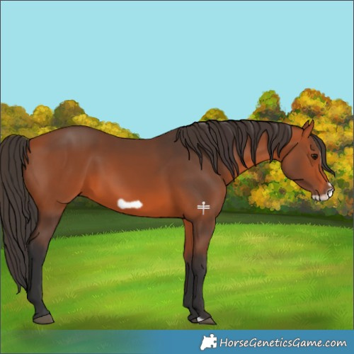 Horse Color:Bay Frame 