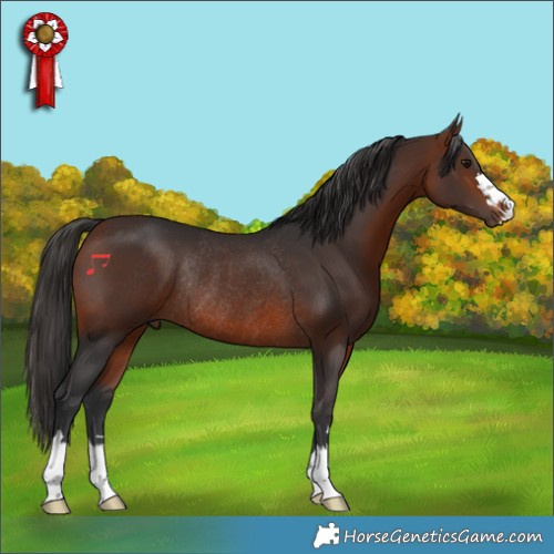 Horse Color:Bay Rabicano 