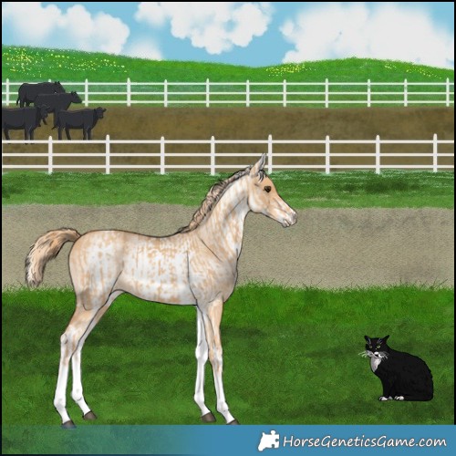 Horse Color:White Spotted Red Dun Rabicano  and White Spotted Red Dun Rabicano 