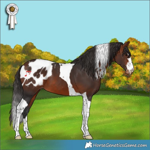 Horse Color:Bay Tobiano Appaloosa 