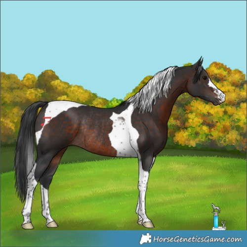 Horse Color:Brown Tobiano Rabicano 