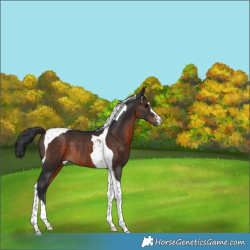Horse Color:Brown Tobiano Rabicano 