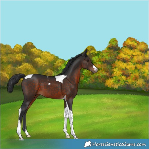 Horse Color:Brown Tobiano 