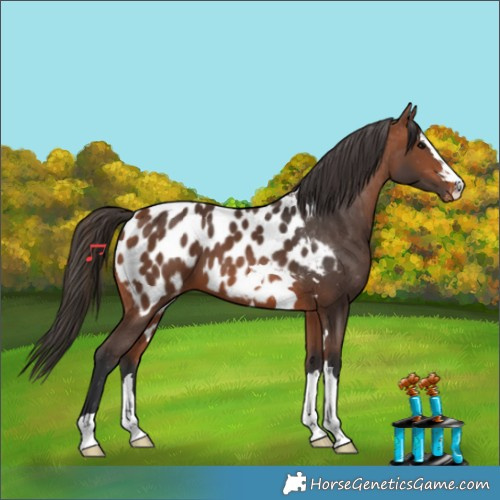 Horse Color:Bay Appaloosa 