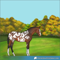 Horse Color:Bay Appaloosa