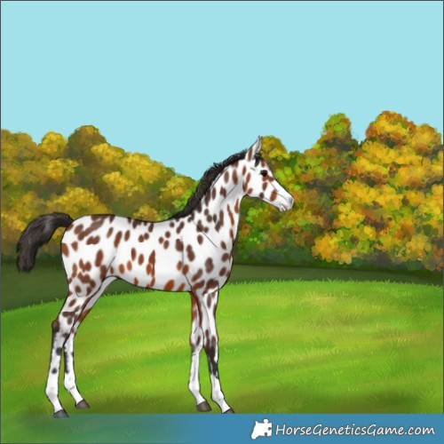 Horse Color:Bay Appaloosa 