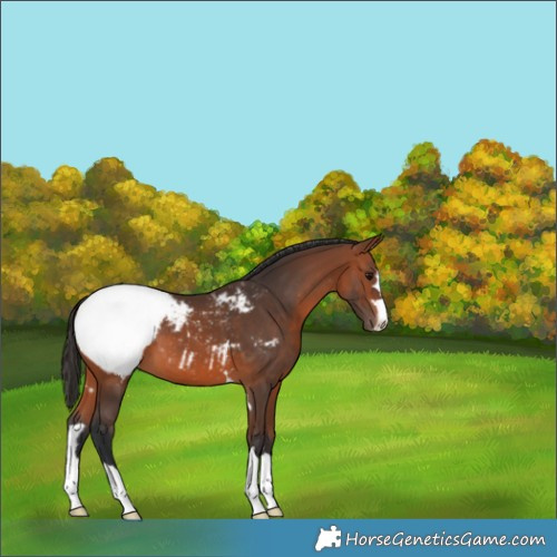 Horse Color:Bay Appaloosa