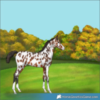 Horse Color:Bay Appaloosa 